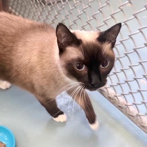 Enlarge Queenie, a Adoptable Snowshoe in Ogdensburg, NY image 4/5