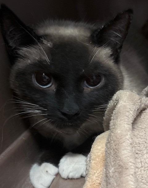 Enlarge Queenie, a Adoptable Snowshoe in Ogdensburg, NY image 5/5