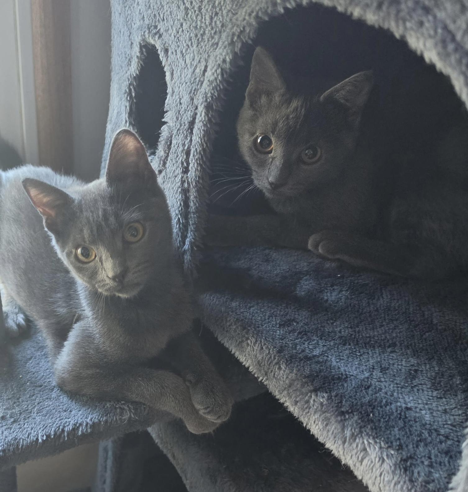 Stormy, Adoptable, Kitten Female Domestic Short Hair.