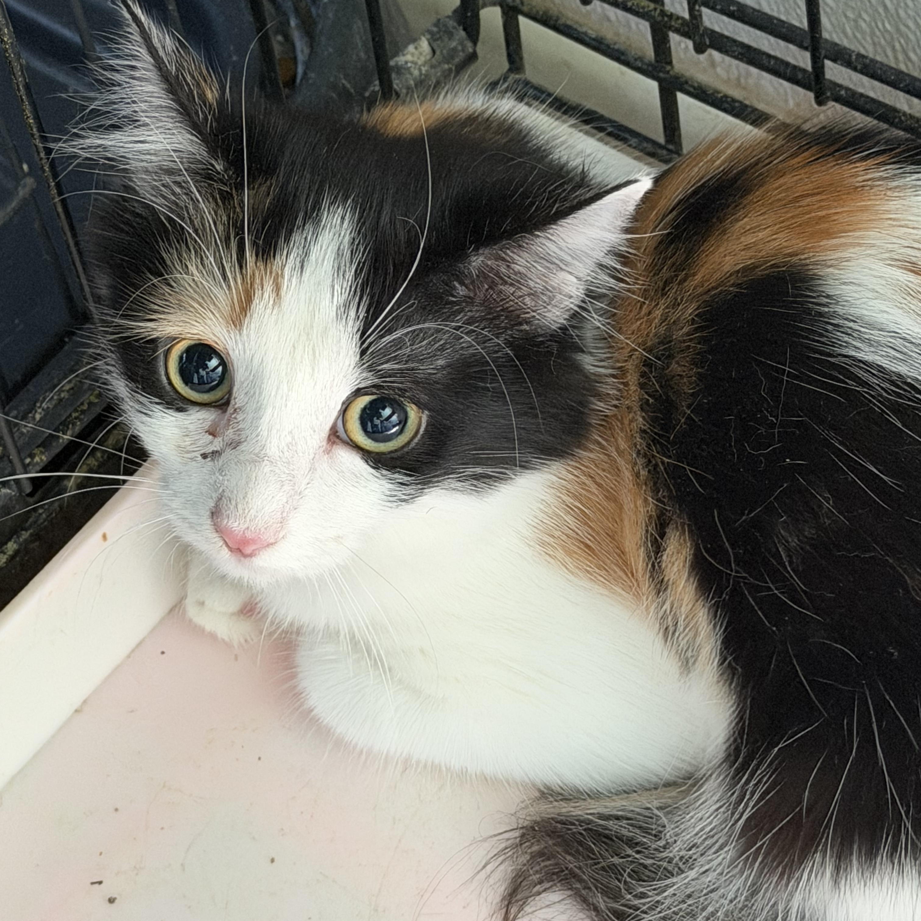 Enlarge Eve, a Adopted Domestic Short Hair in Deming, NM image 1/1