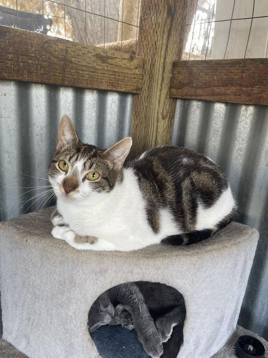 Enlarge Adam, a Adoptable Domestic Medium Hair in Visalia, CA image 1/1