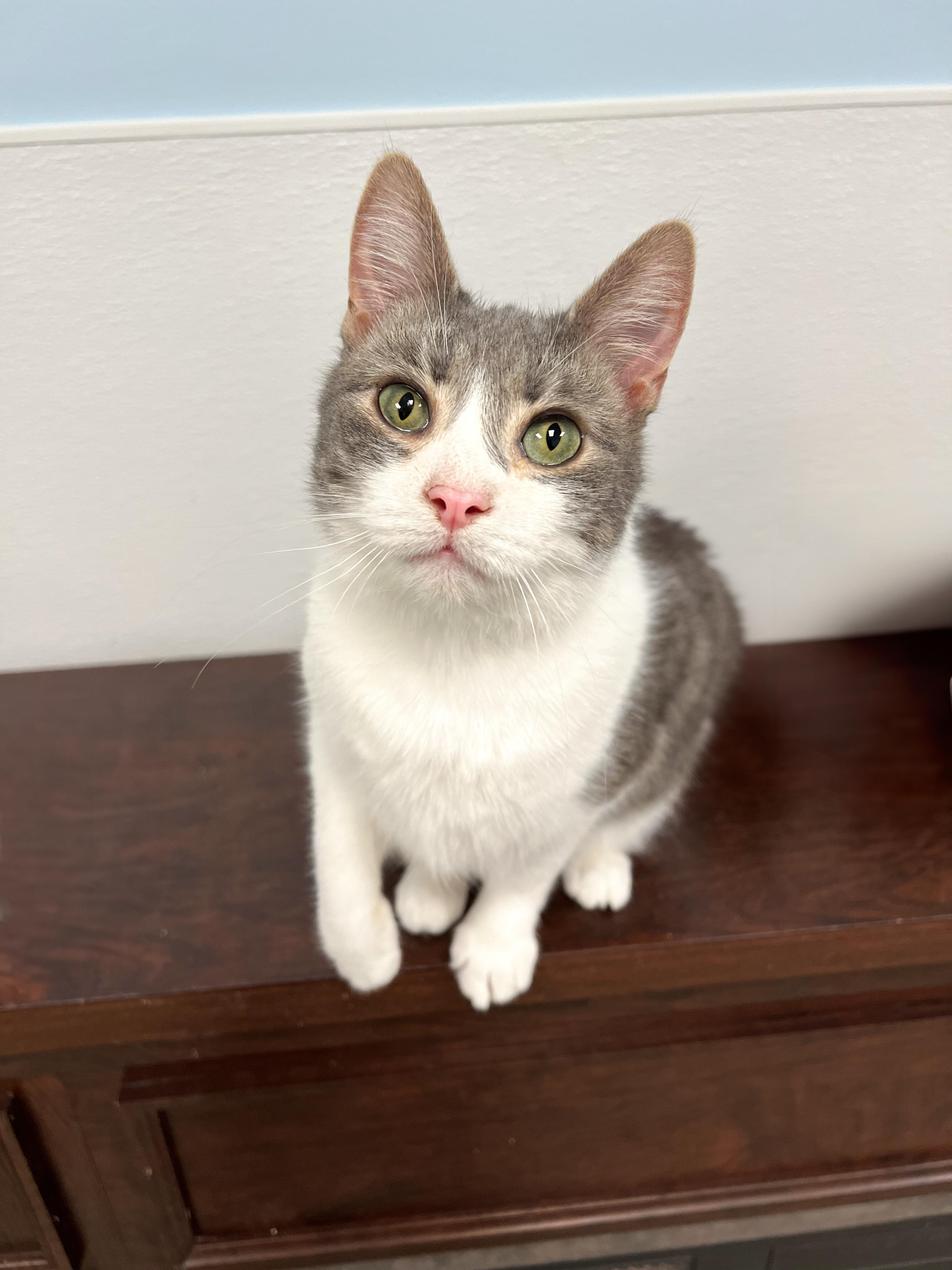 Enlarge Firecracker, a Adoptable Domestic Short Hair in Arlington Heights, IL image 1/1