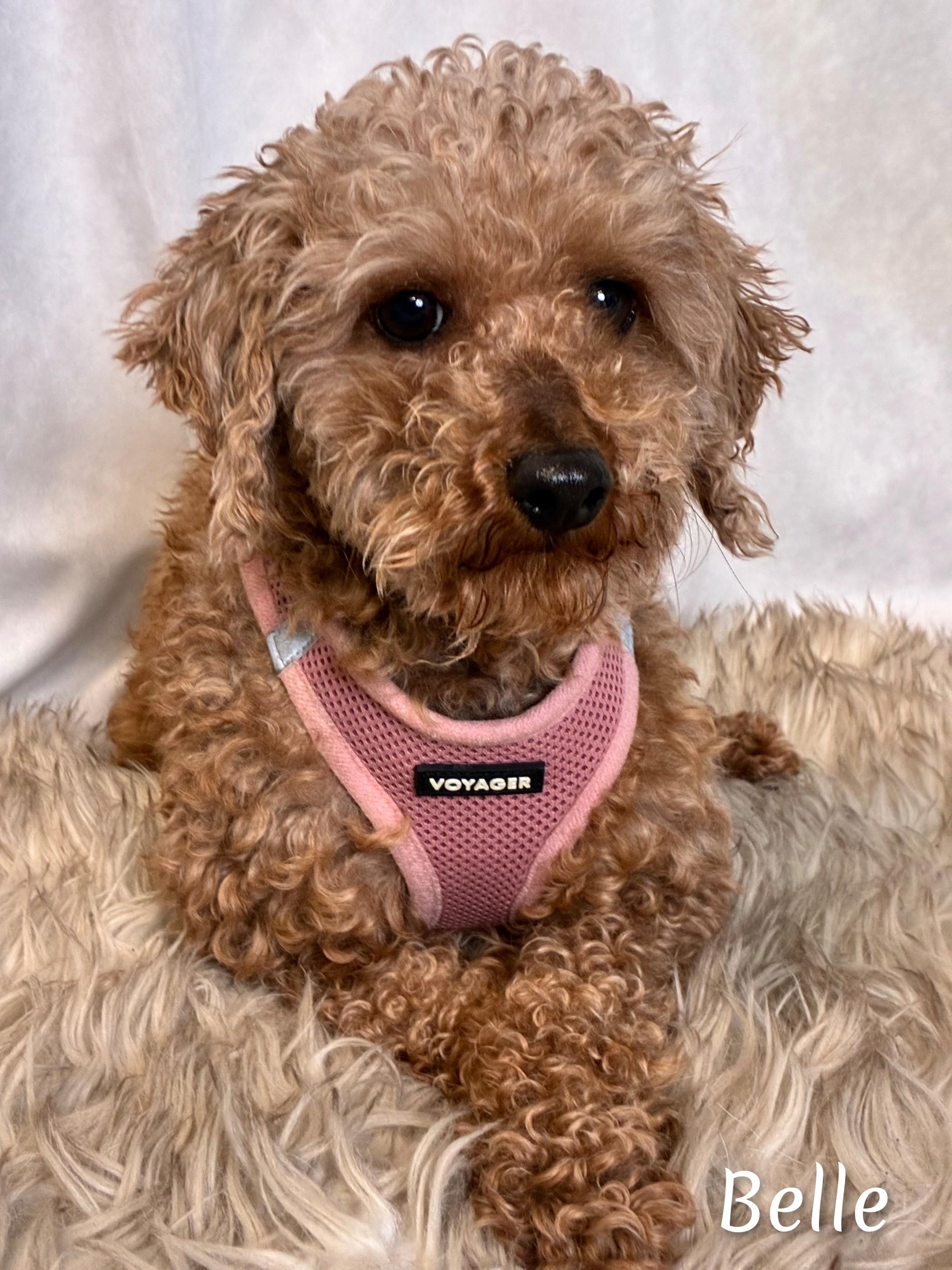 Enlarge Belle, an adoptable Miniature Poodle in Fredericksburg, VA image 5/6