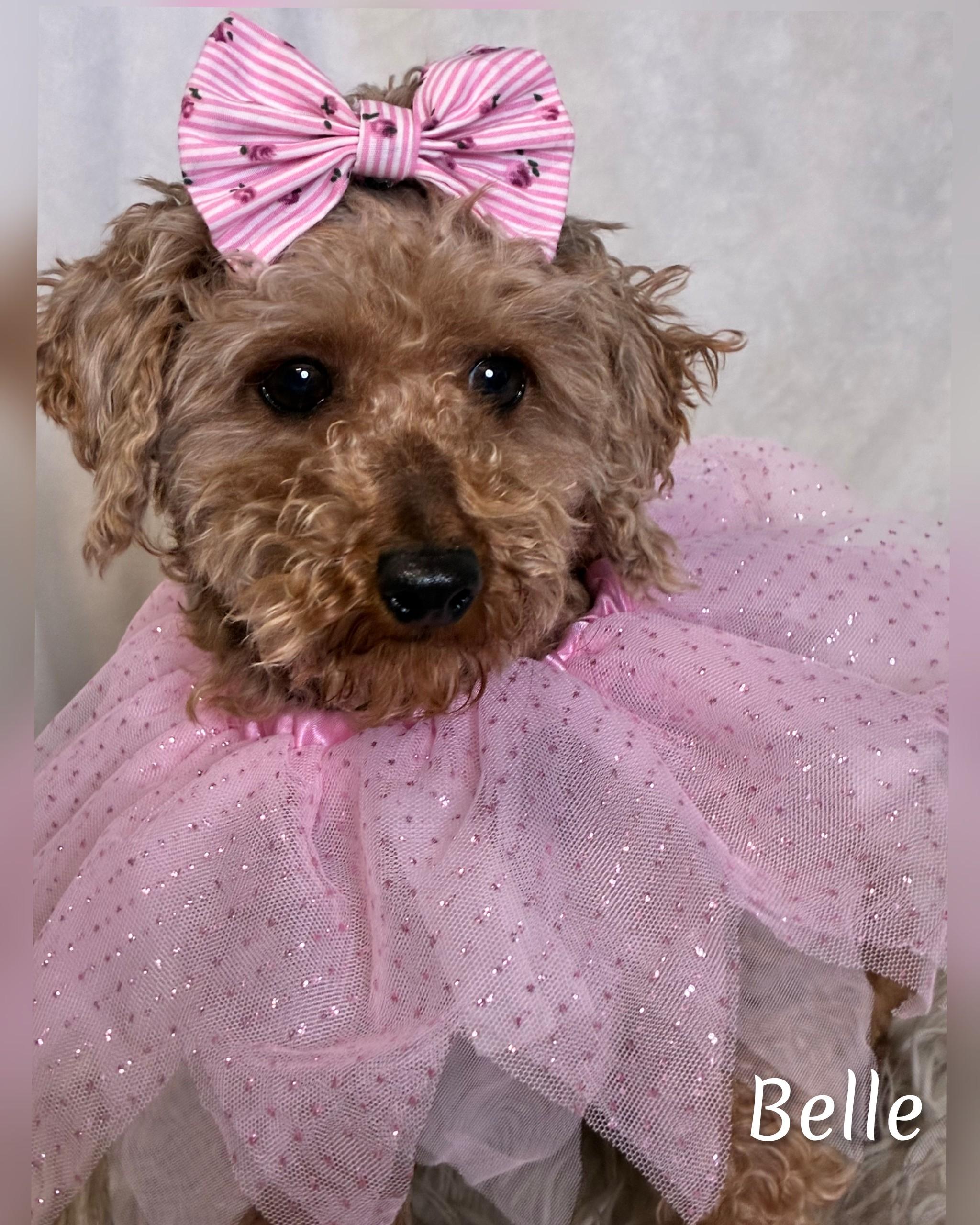 Enlarge Belle, an adoptable Miniature Poodle in Fredericksburg, VA image 1/6