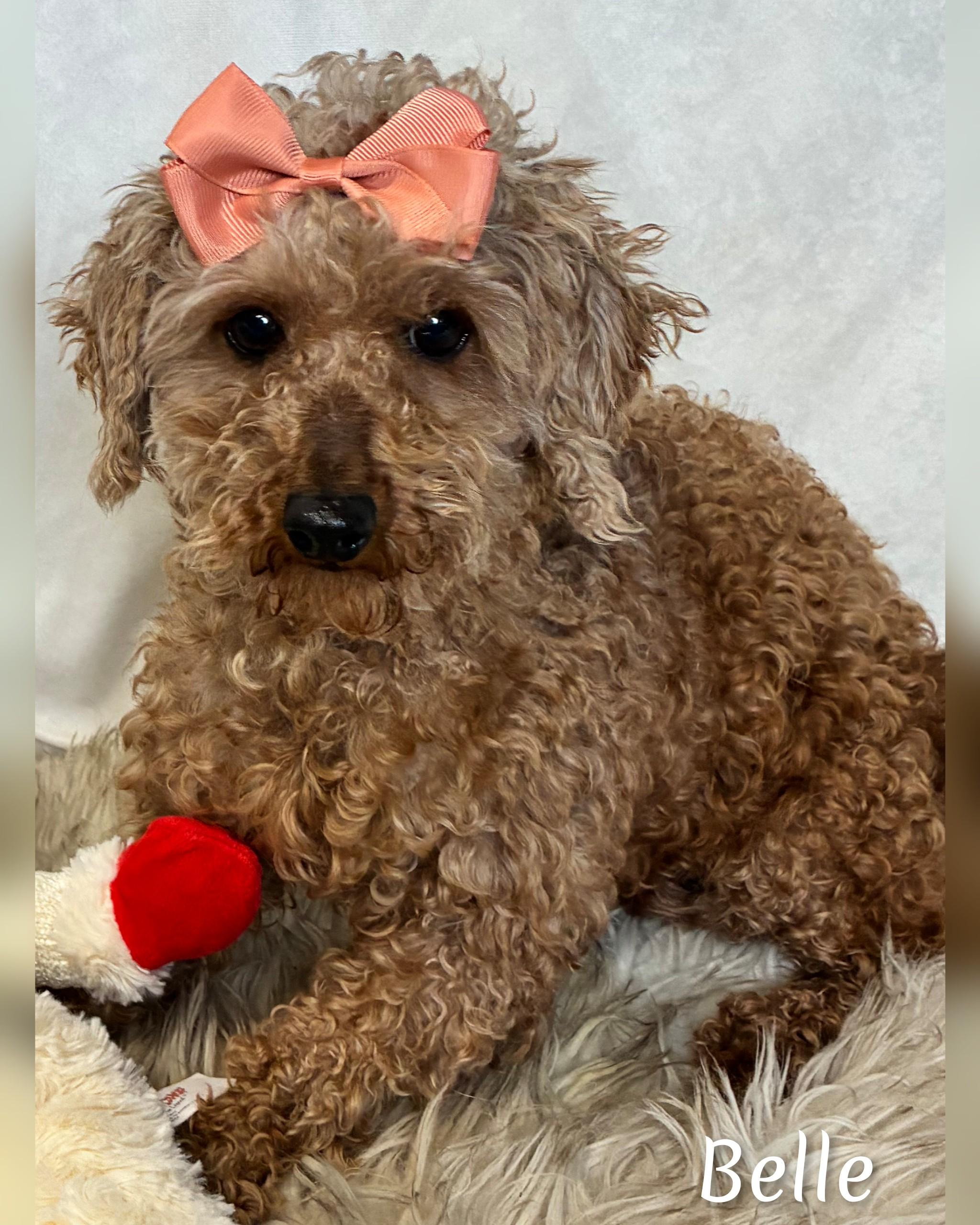 Enlarge Belle, an adoptable Miniature Poodle in Fredericksburg, VA image 6/6
