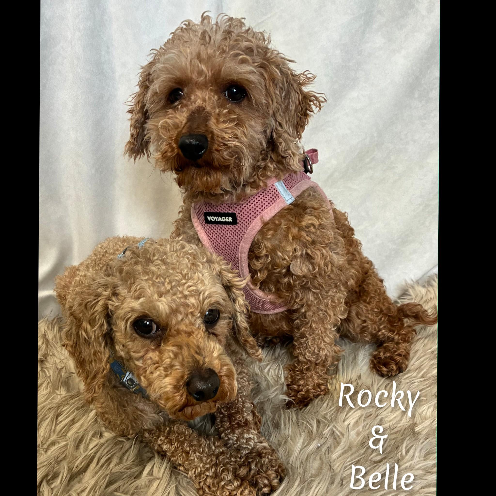 Enlarge Belle, an adoptable Miniature Poodle in Fredericksburg, VA image 3/6