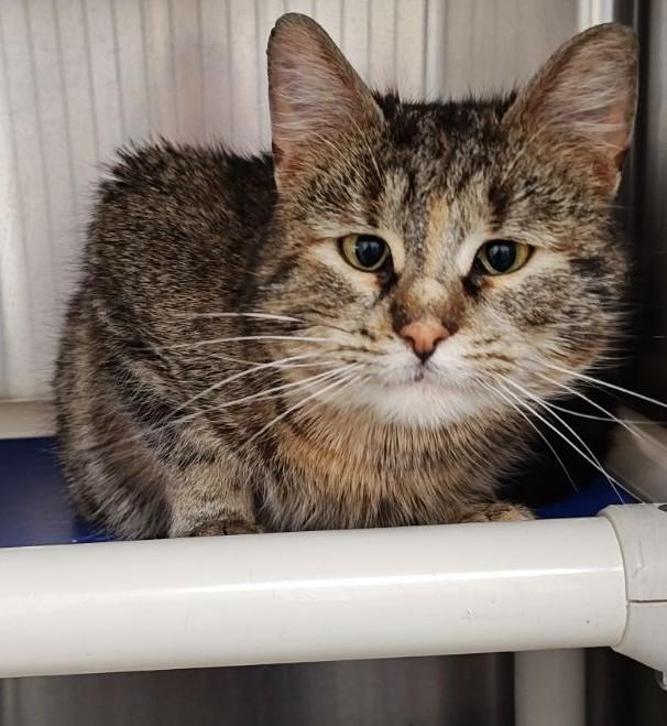 Enlarge Fran, a ADOPTABLE Domestic Short Hair in Wahpeton, ND image 1/1