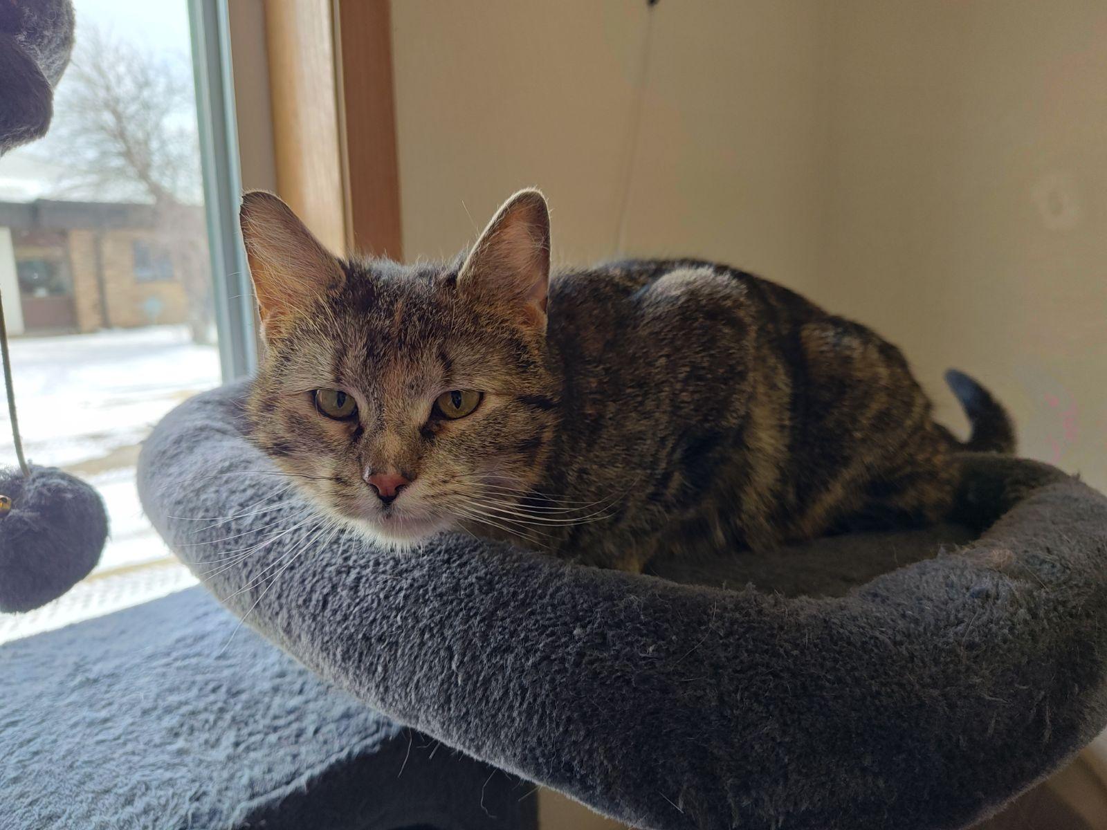 Enlarge Fran, a ADOPTABLE Domestic Short Hair in Wahpeton, ND image 5/6