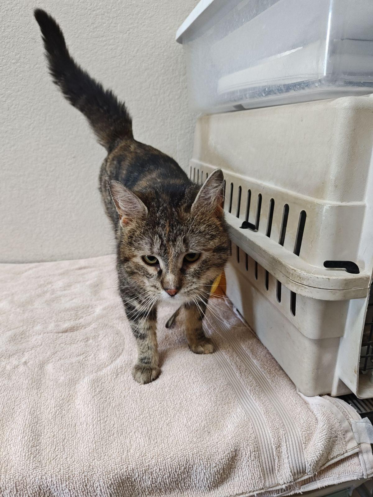 Enlarge Fran, a ADOPTABLE Domestic Short Hair in Wahpeton, ND image 3/6