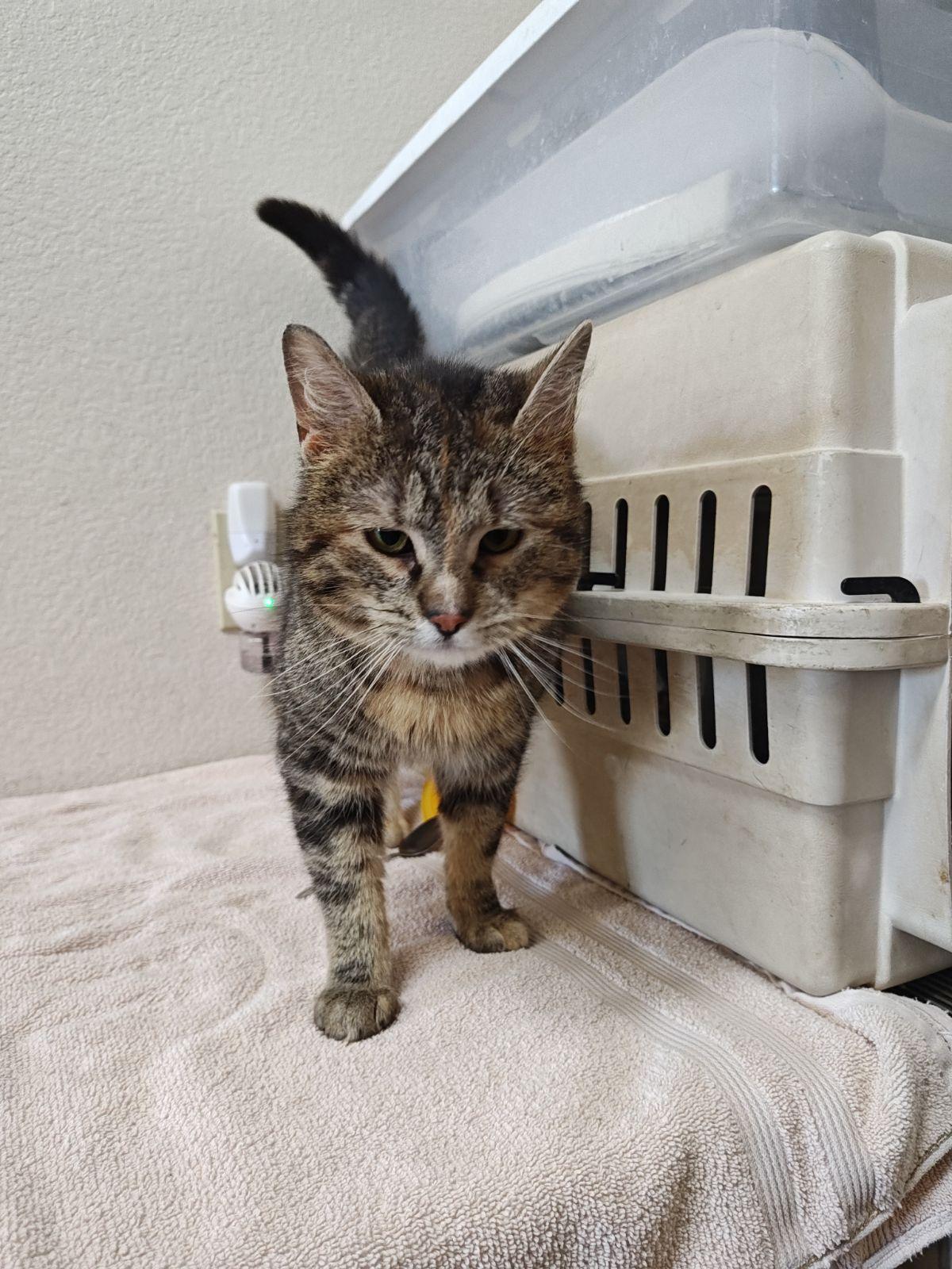 Enlarge Fran, a ADOPTABLE Domestic Short Hair in Wahpeton, ND image 2/6