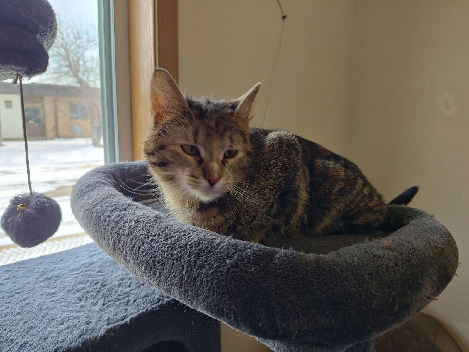 Enlarge Fran, a ADOPTABLE Domestic Short Hair in Wahpeton, ND image 6/6