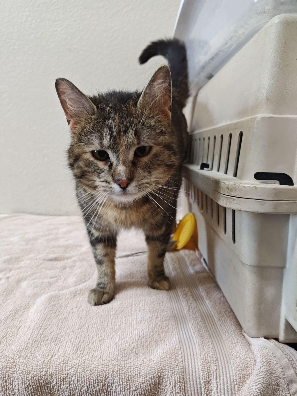 Enlarge Fran, a ADOPTABLE Domestic Short Hair in Wahpeton, ND image 4/6