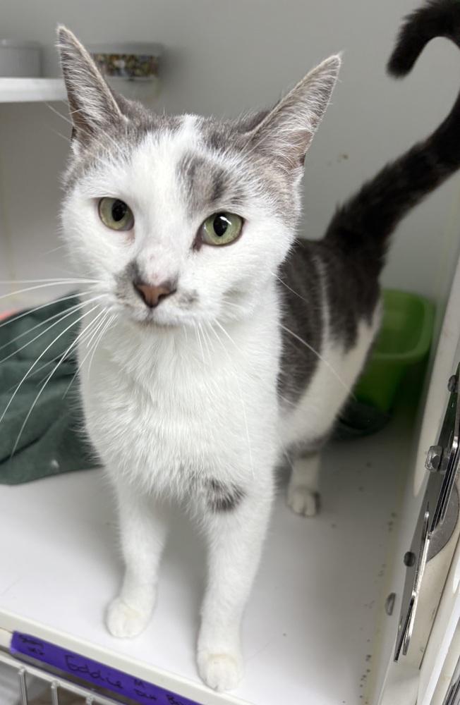 Enlarge Tamera ~ $0 Adoption Fee!, a Adoptable Domestic Short Hair in Rochester, IN image 1/1