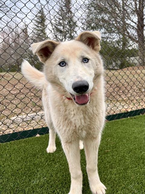 Enlarge POPE, a Adoptable mixed breed in Statesville, NC image 1/1