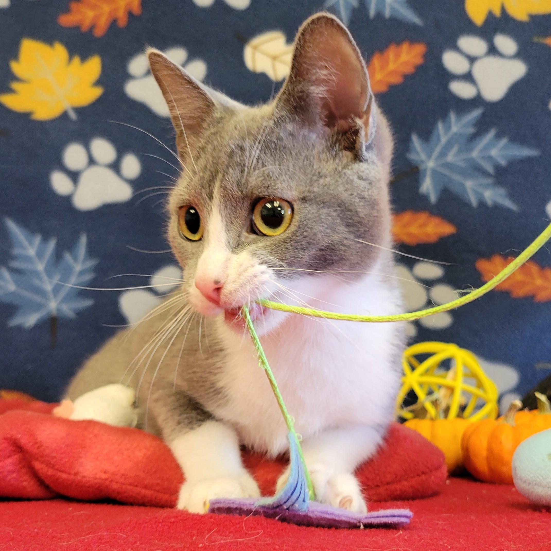 Enlarge Azul, a Adoptable mixed breed in ALPINE, TX image 3/6