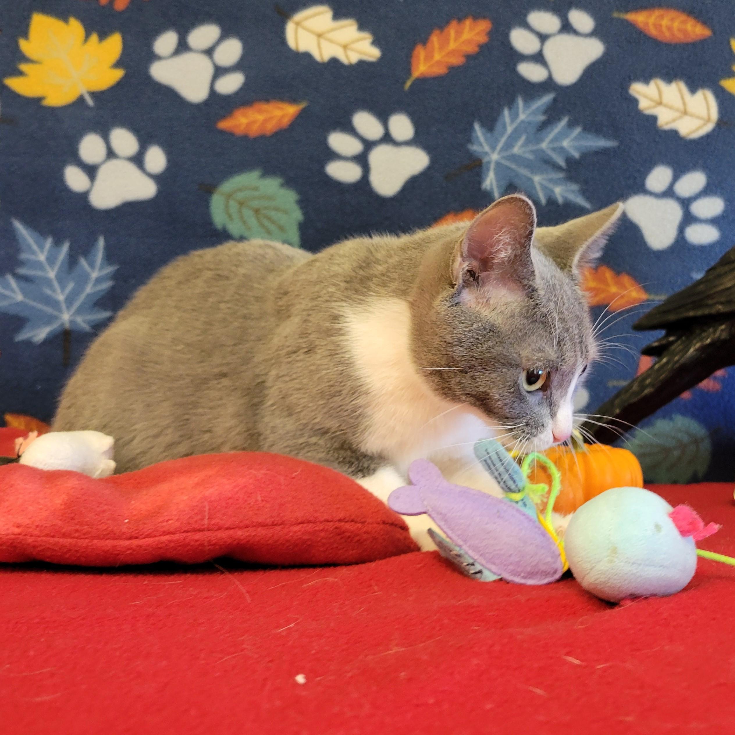 Enlarge Azul, a Adoptable mixed breed in ALPINE, TX image 4/6