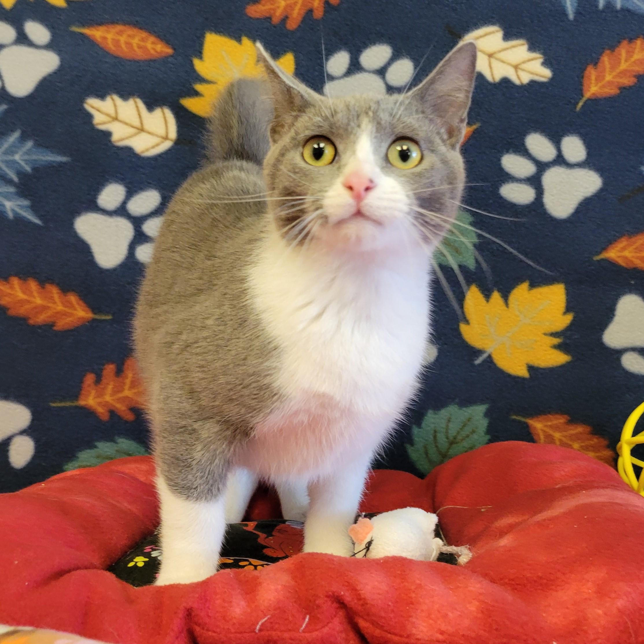 Enlarge Azul, a Adoptable mixed breed in ALPINE, TX image 2/6