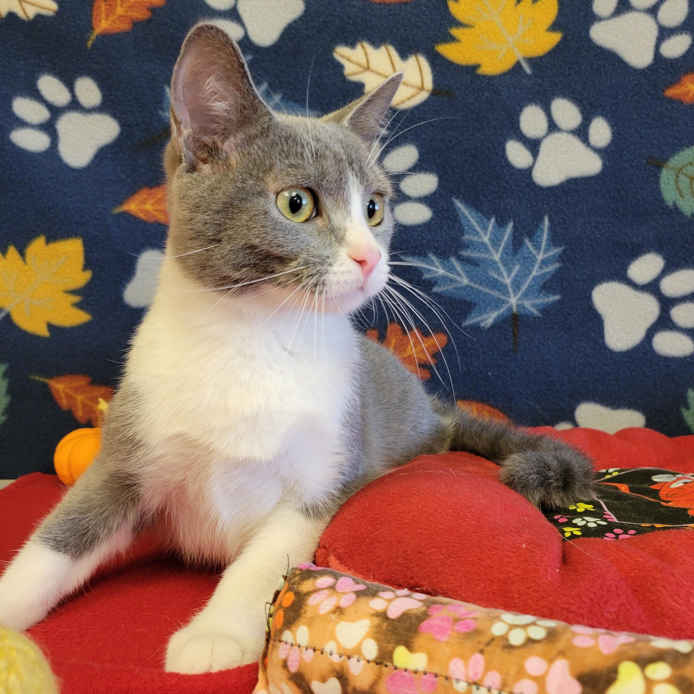 Enlarge Azul, a Adoptable mixed breed in ALPINE, TX image 5/6