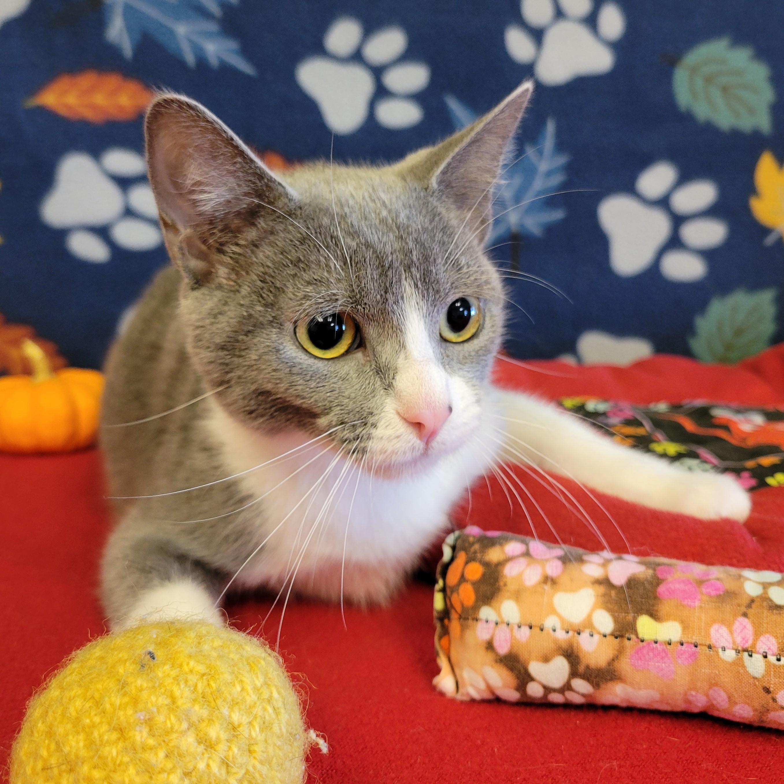 Enlarge Azul, a Adoptable mixed breed in ALPINE, TX image 6/6