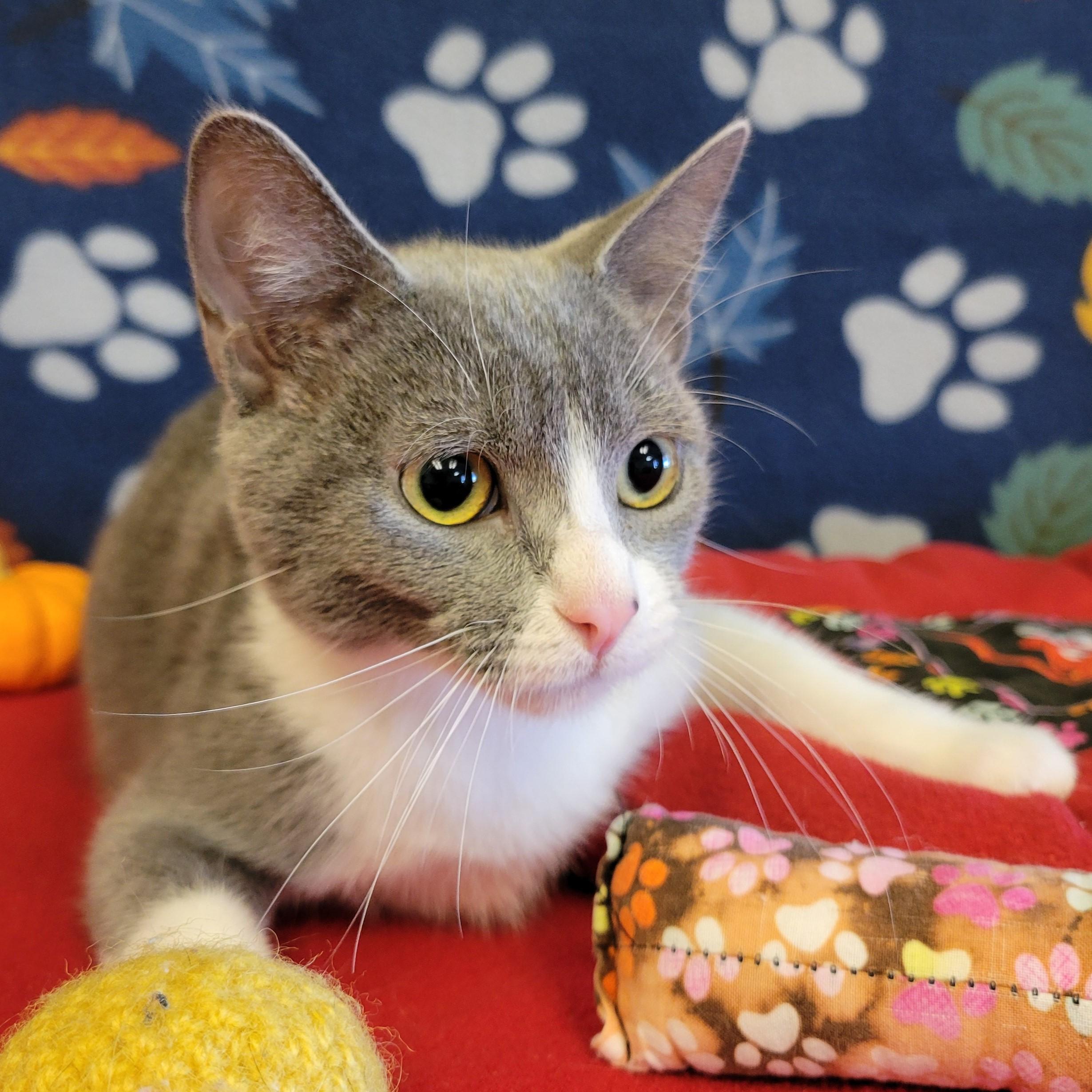 Azul, Adoptable, Young Male Domestic Short Hair.