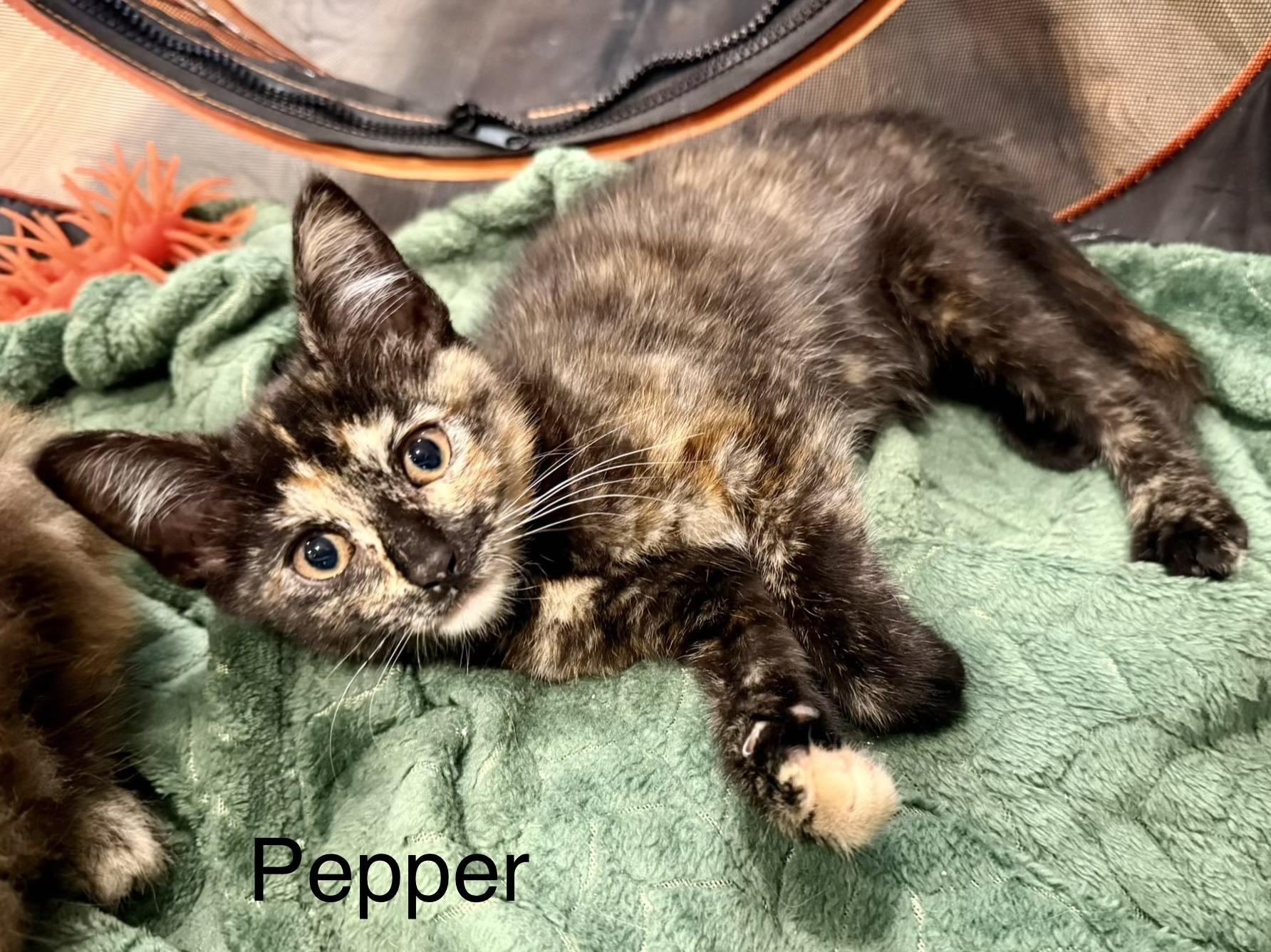 Pepper, Adoptable, Kitten Female Domestic Medium Hair.