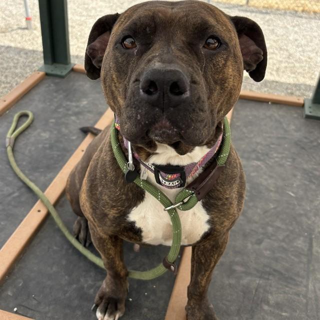 ZOEY, Adoptable, Adult Female Pit Bull Terrier & Mixed Breed.