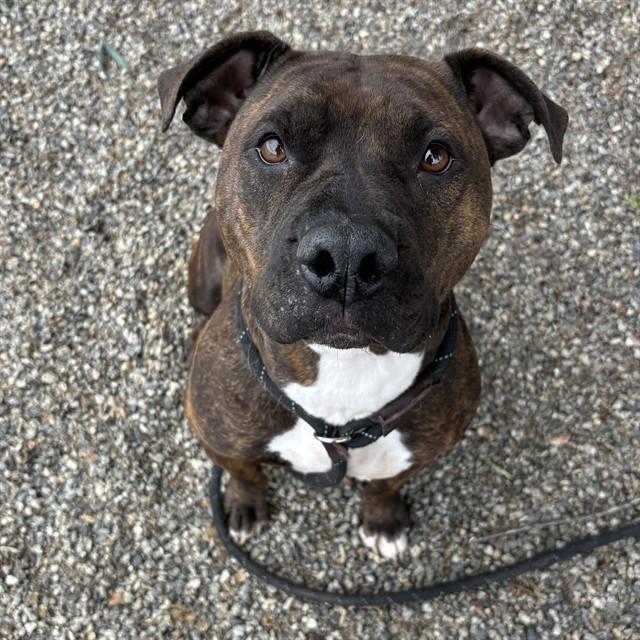 Enlarge ZOEY, a Adoptable mixed breed in Lincolnton, NC image 1/1