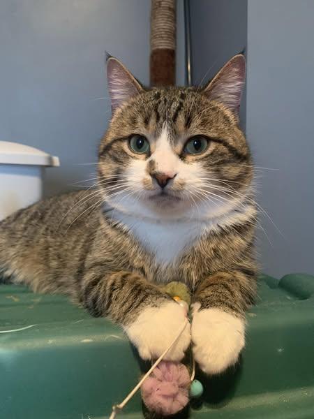 Everest, Adult Male Domestic Short Hair
