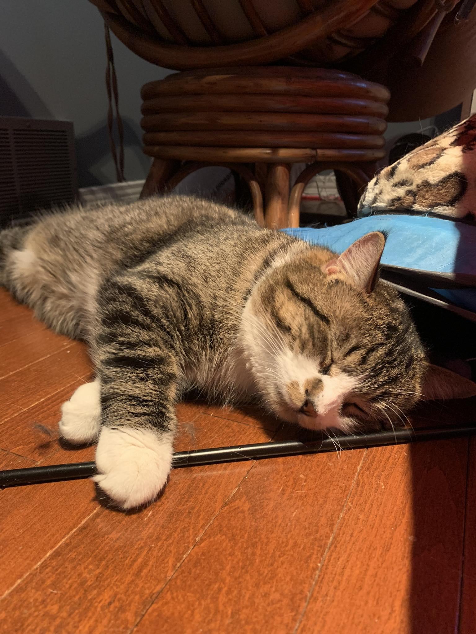 Everest, an adoptable Domestic Short Hair in Spencerville, ON, K0E 1X0 | Photo Image 3