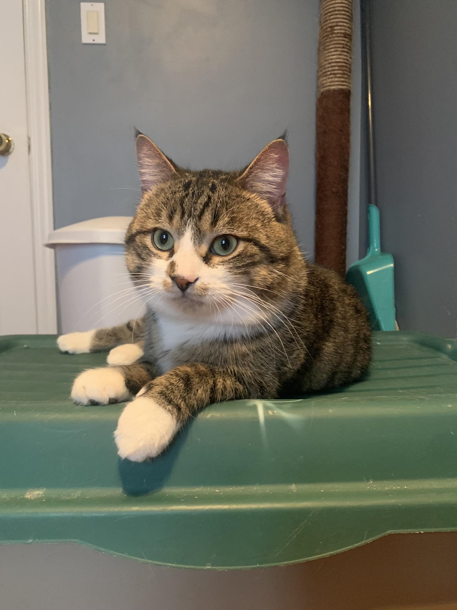 Everest, an adoptable Domestic Short Hair in Spencerville, ON, K0E 1X0 | Photo Image 5