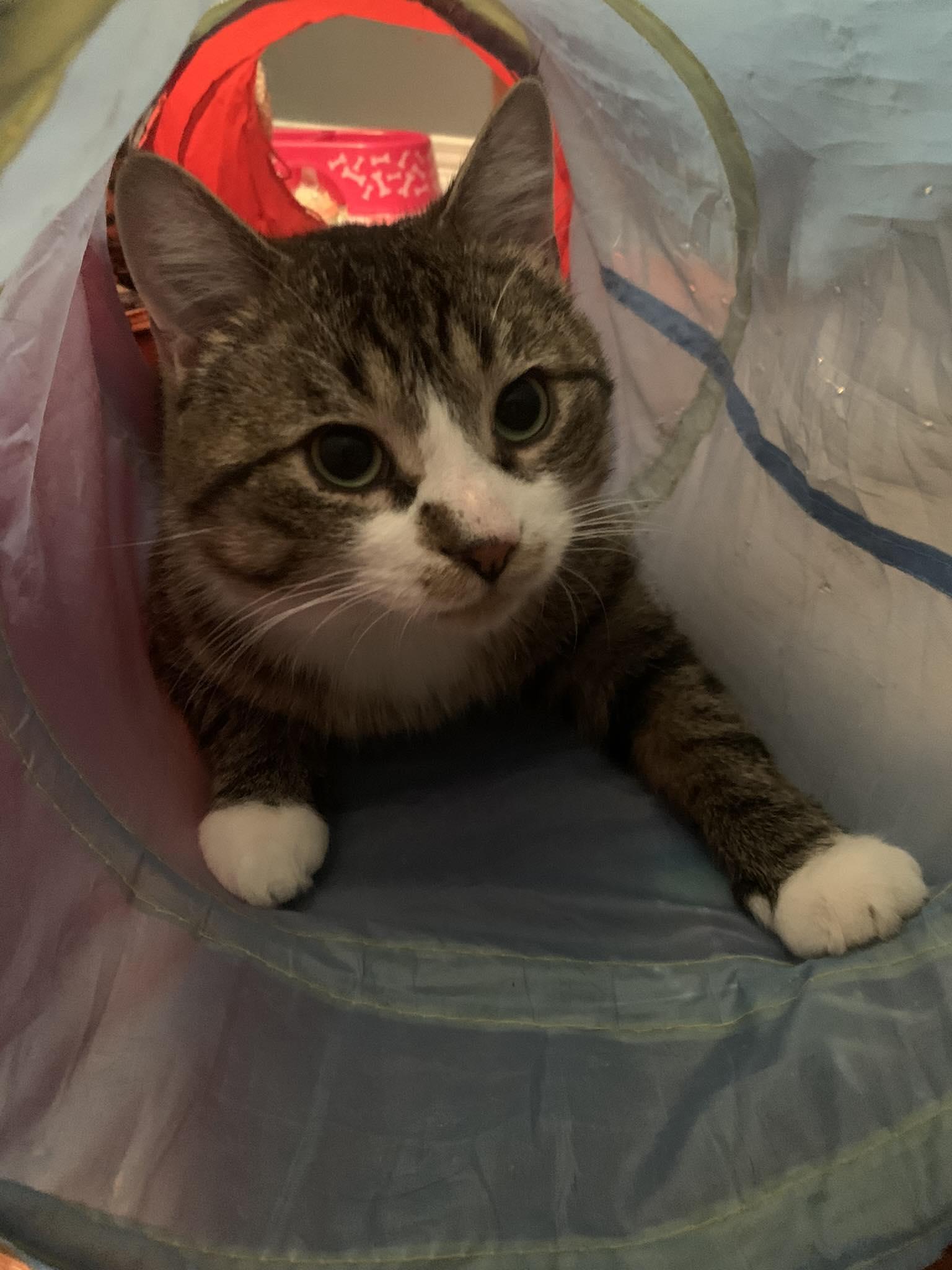Everest, an adoptable Domestic Short Hair in Spencerville, ON, K0E 1X0 | Photo Image 6