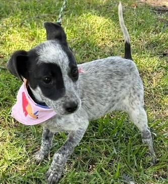 TRIXIE, adopted, Puppy Female Australian Cattle Dog / Blue Heeler.