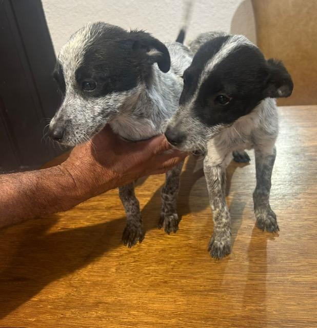 Enlarge TRIXIE, an adopted mixed breed in Bell Gardens, CA image 6/6