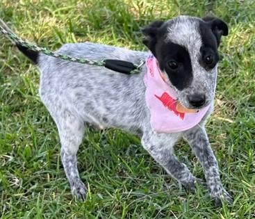 Enlarge TRIXIE, an adopted mixed breed in Bell Gardens, CA image 4/6