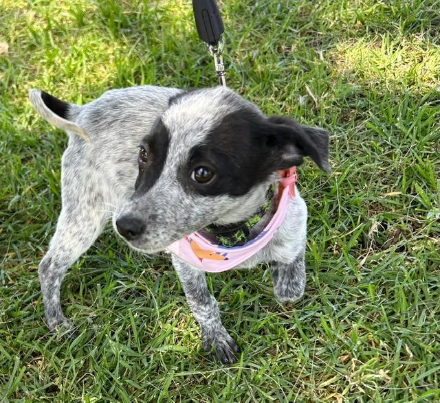 Enlarge TRIXIE, an adopted mixed breed in Bell Gardens, CA image 2/6