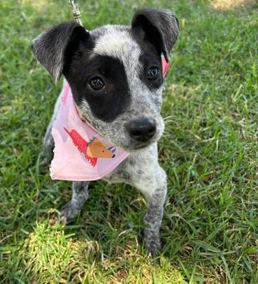Enlarge TRIXIE, an adopted mixed breed in Bell Gardens, CA image 3/6