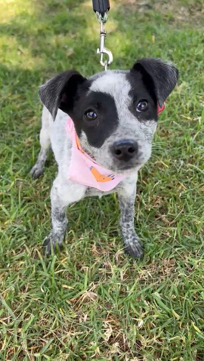 Enlarge TRIXIE, an adopted mixed breed in Bell Gardens, CA video 5/6