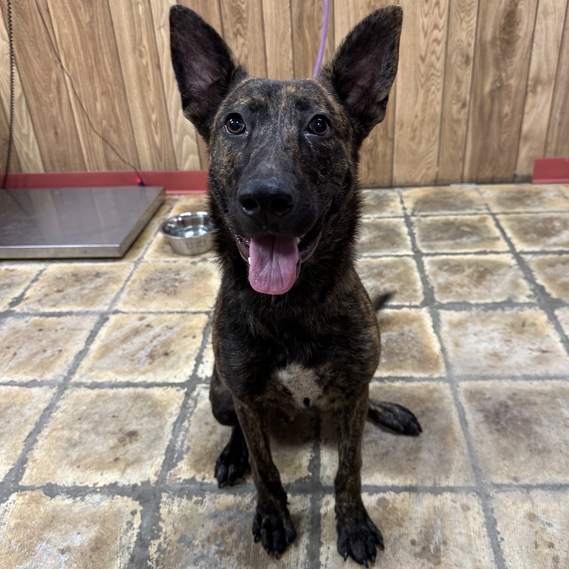 Tiger, an adoptable Mixed Breed in Selma, AL, 36701 | Photo Image 1