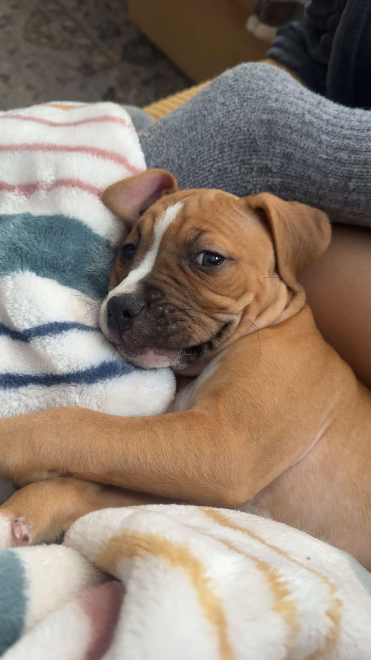 Willow, a Adoptable mixed breed in Barnhart, MO image 1/3