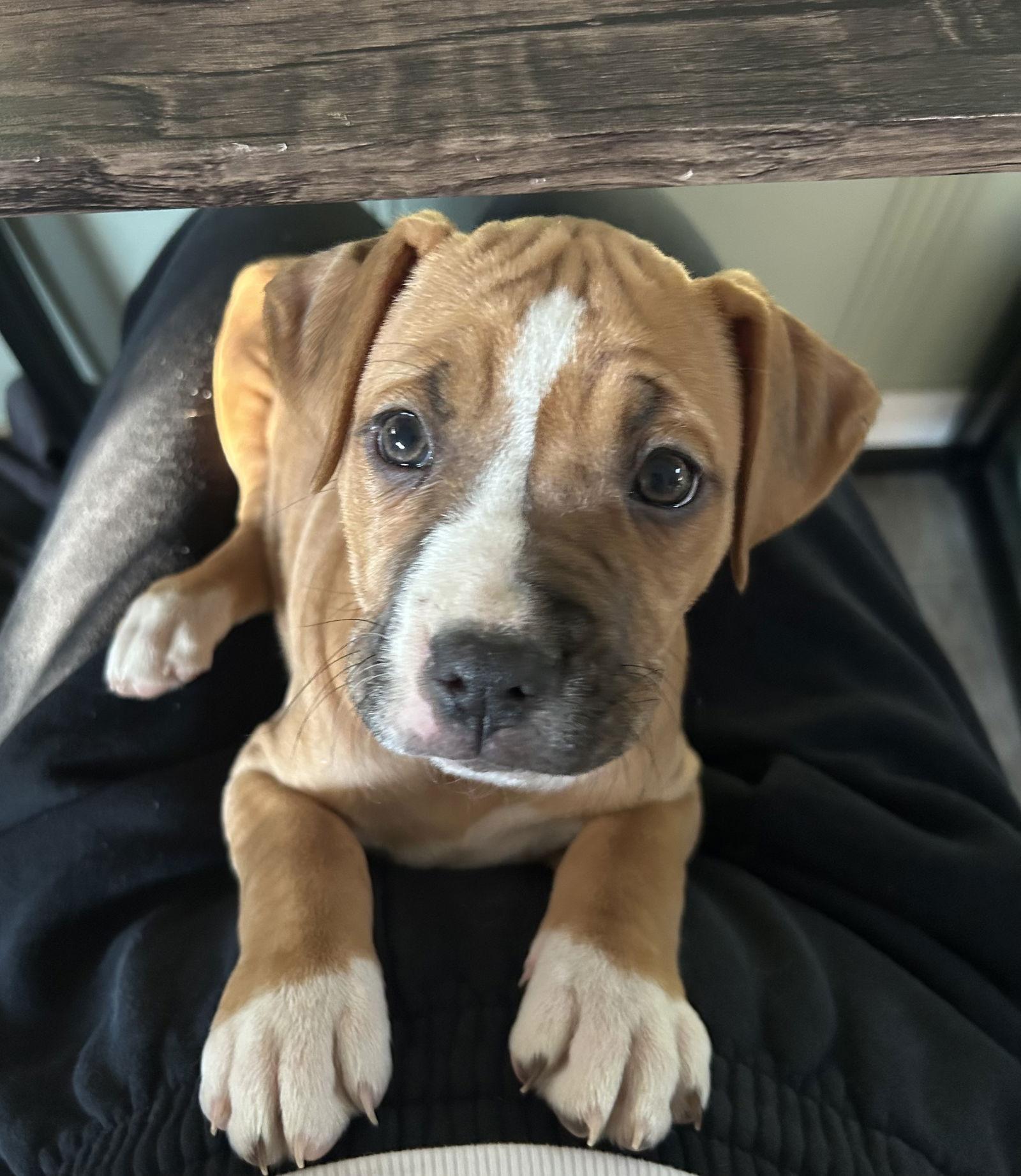 Willow, a Adoptable mixed breed in Barnhart, MO image 2/3