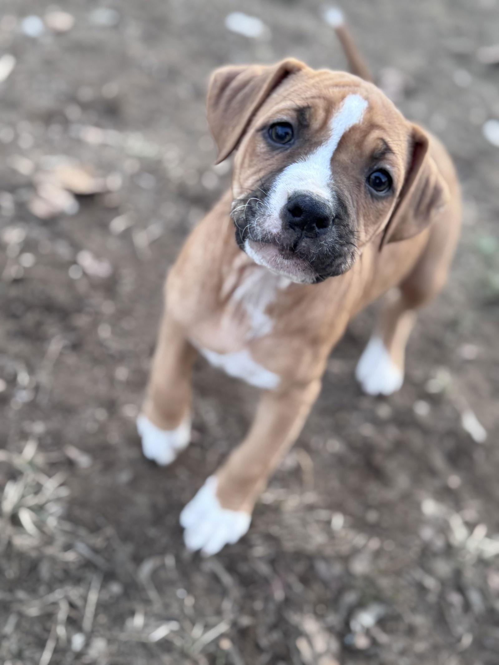 Willow, a Adoptable mixed breed in Barnhart, MO image 3/3