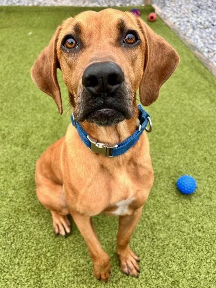 Lumpy, Adoptable, Adult Male Redbone Coonhound & Mixed Breed.