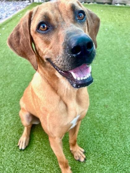 Lumpy, Adoptable, Adult Male Redbone Coonhound & Mixed Breed.