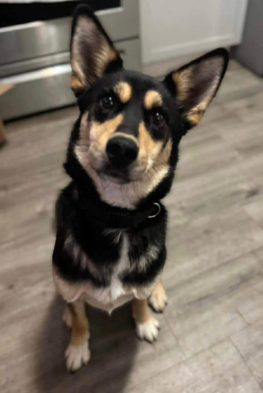 Rocco, a ADOPTABLE mixed breed in Yorktown, VA image 2/6