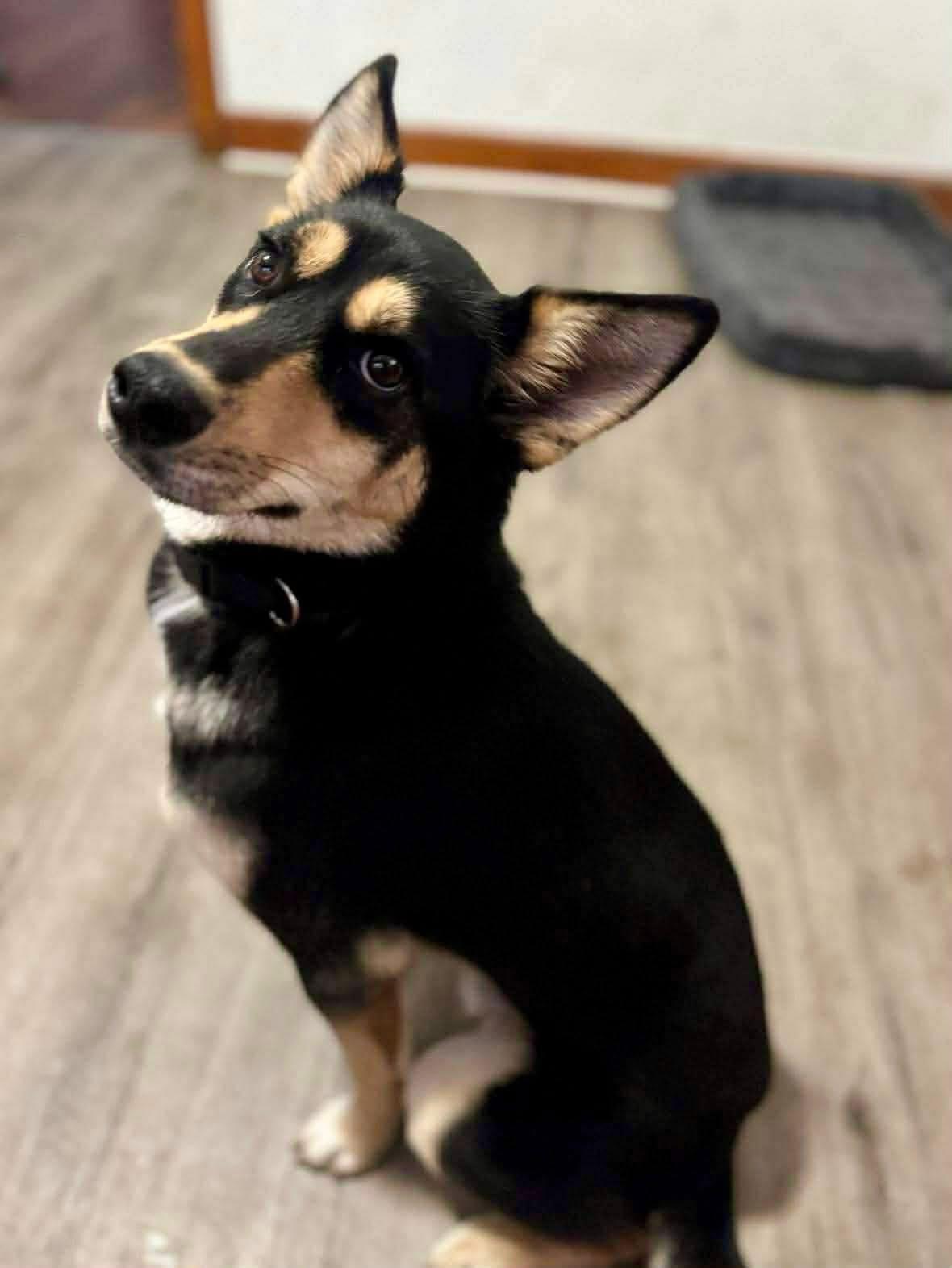 Rocco, a ADOPTABLE mixed breed in Yorktown, VA image 6/6