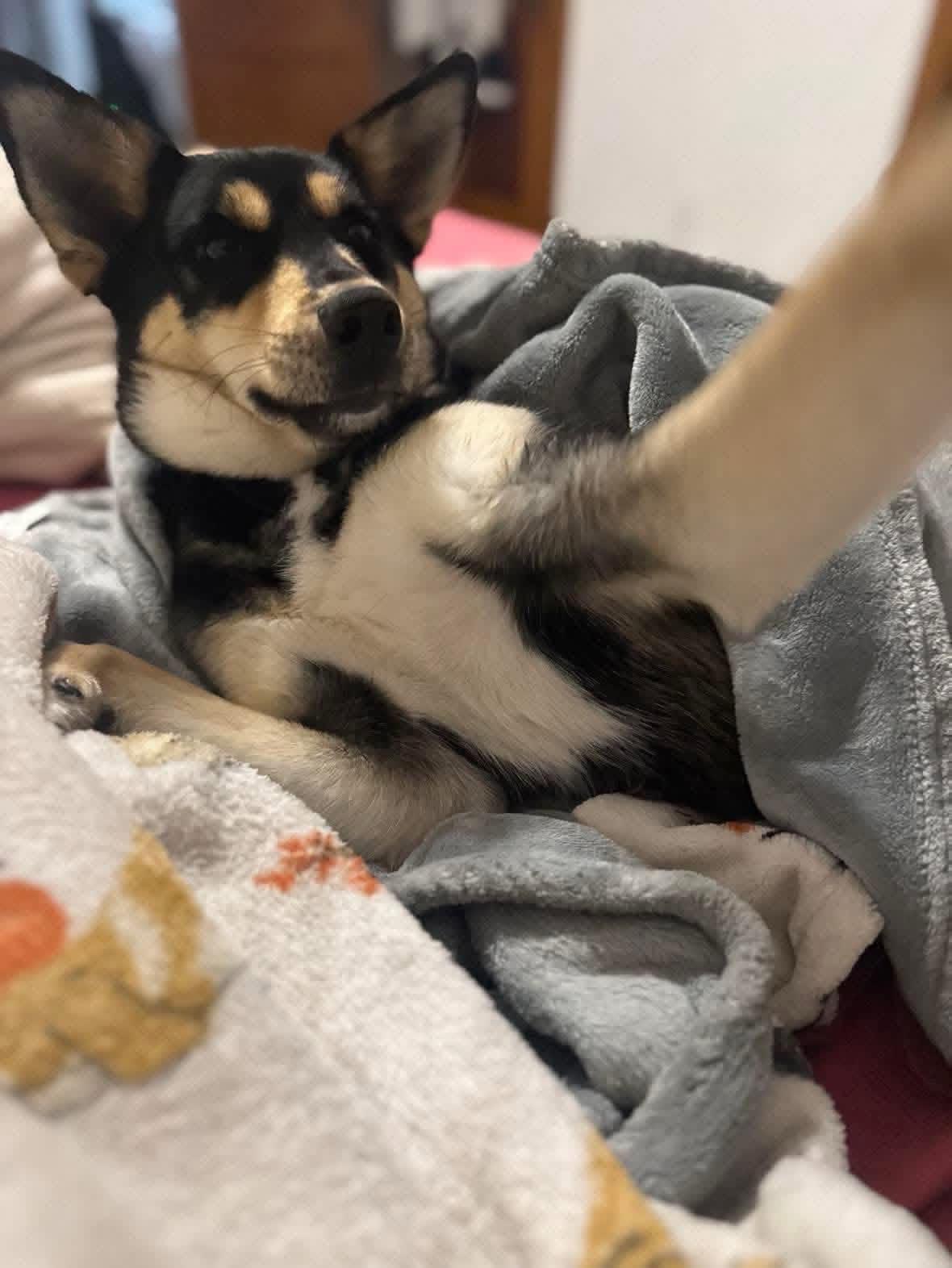 Rocco, a ADOPTABLE mixed breed in Yorktown, VA image 3/6