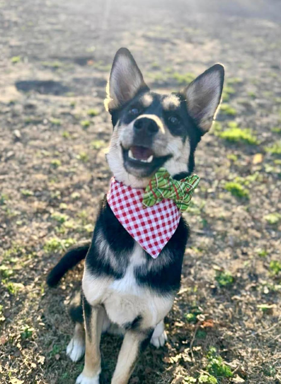 Rocco, ADOPTABLE, Young Male Carolina Dog & German Shepherd Dog.