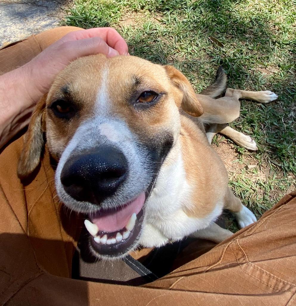 Littlefoot, Adoptable, Young Male Hound.