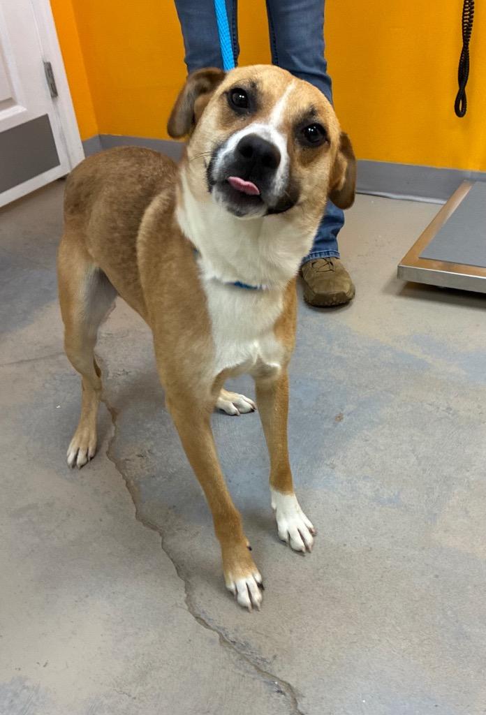 Enlarge Littlefoot, a Adoptable mixed breed in Bryant, AR image 2/6