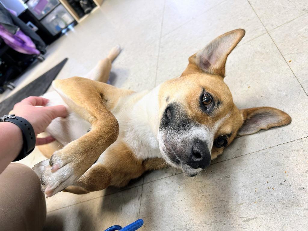 Enlarge Littlefoot, a Adoptable mixed breed in Bryant, AR image 4/6